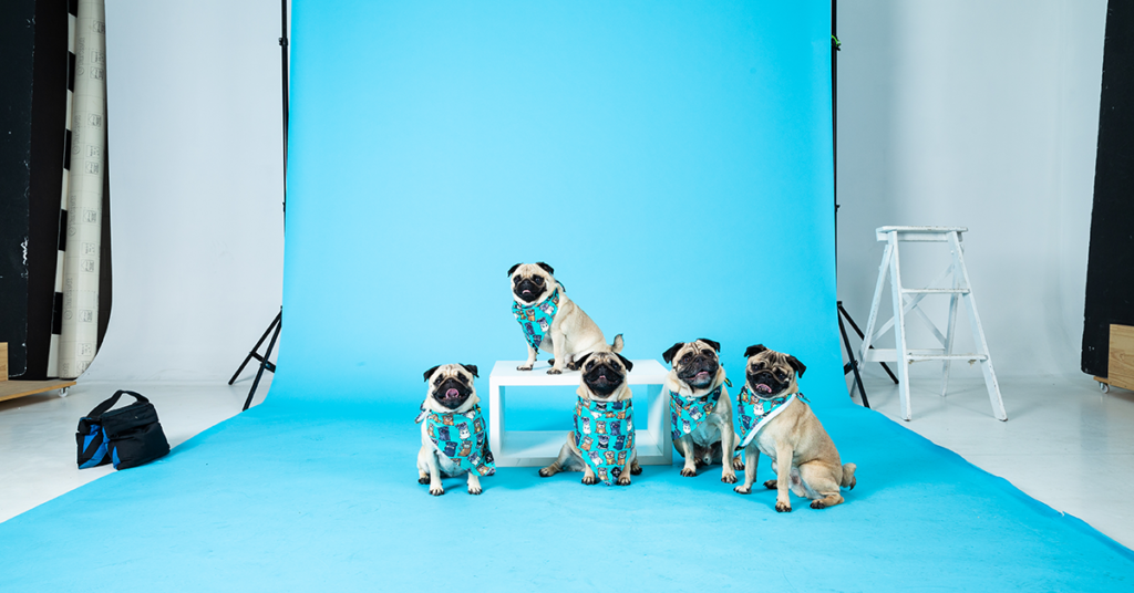 The Story Behind The Pug Life - The WOD Life