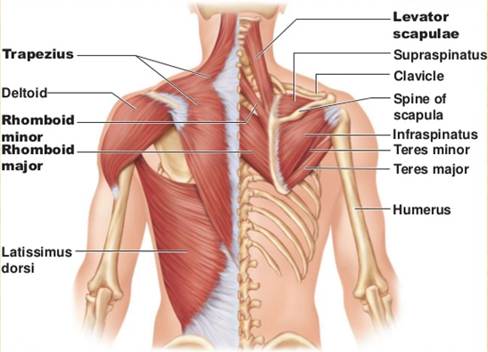 Anatomy of the shoulder muscles