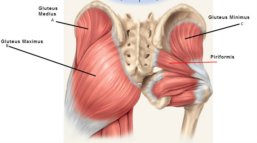 hip abductor muscles